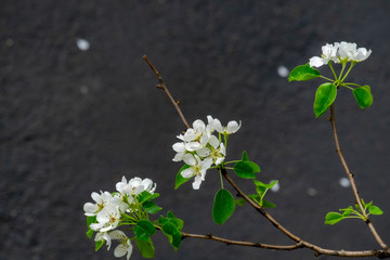 apple tree flowers on gray
