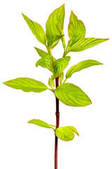 Fresh green leaves branch