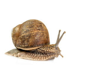 Garden snail isolated on white background