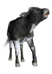 3D Rendering Calf on White
