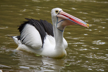 an Australian pelican swims in the lake.
It is a large waterbird in the family Pelecanidae, widespread on the inland and coastal waters of Australia and New Guinea, also in Fiji, parts of Indonesia 