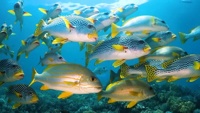 Schooling colorful fish over the reef