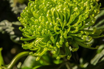 green chrysanthemum flower