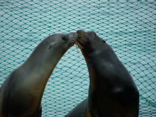 coppia di foche  © Vito