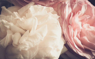 Romantic roses in soft and vintage light