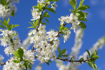 White cherry blossom on blue sky