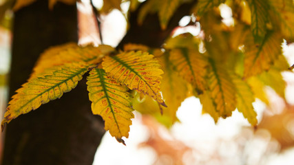autumn leaves on the tree