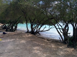 Thailand beach full of trees by the water