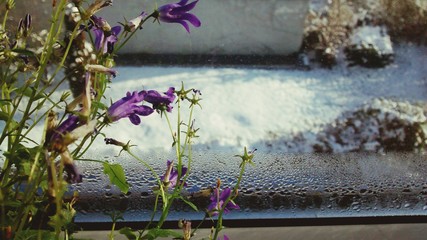 Close-up Of Purple Flowers Blooming Against Glass Window During Winter