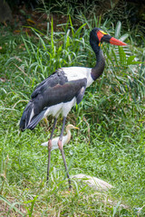 The saddle-billed stork  (Ephippiorhynchus senegalensis) is a large wading bird in the stork family, Ciconiidae. It is a widespread species which is a resident breeder in sub-Saharan Africa