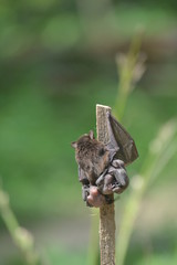 Bat with her hearts