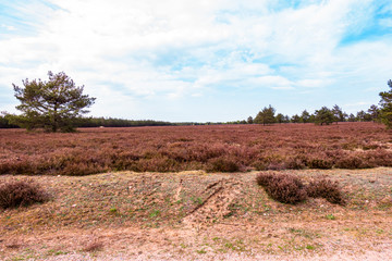 Wrzosy wrzosowisko łąka krzewy trawy © Dariusz
