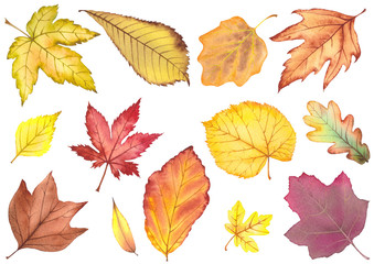Autumn leaves collection.