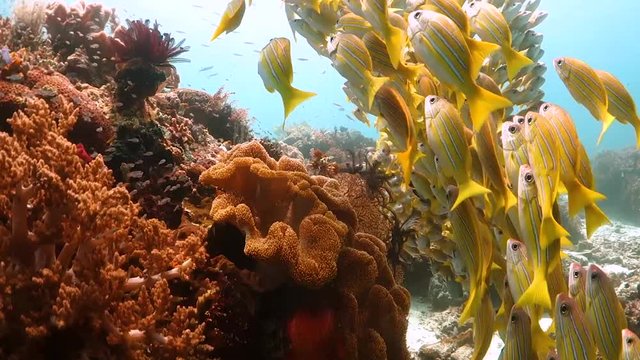 Yellow snappers swimming over soft coral