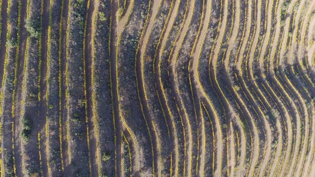 AERIAL DRONE TOP DOWN ZENITHAL SHOT OF BEAUTIFUL MEDITERRANEAN VINEYARDS IN AUTUMN