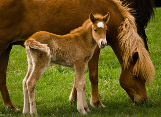 Naklejka na ściany i meble A very beautiful small chestnut foal of an Icelandic horse with a white blaze, standing near to it`s mother in the meadow