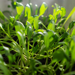 Young salad in pot. Home gardening.
