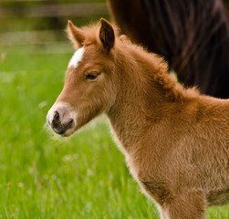 A very beautiful small chestnut foal of an Icelandic horse with a white blaze, standing near to it`s mother in the meadow