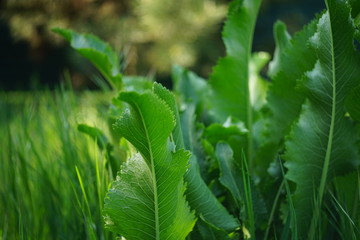 Lush bush horseradish grow in the green garden, side view, closeup.