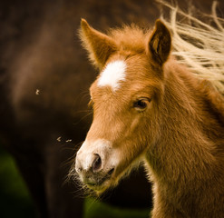 Fototapeta premium A portrait of a very beautiful small chestnut foal of an Icelandic horse with a white blaze, standing near to it`s mother in the meadow