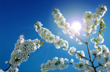 Flowers of the cherry blossoms and sunlight.