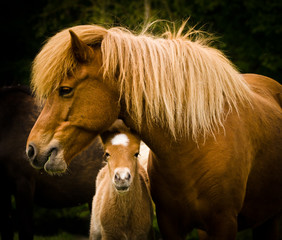 mothers neck into the world A beautiful chestnut stud, icelandic horse, protects her cute foal in the meadow near the forest