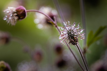 Blutströpfchen, Bach-Nelkenwurz