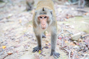 Fototapeta premium The monkey is walking on the ground and looking at the camera in the deep forest at rural Thailand. The orang monkeys were walking on the ground to find food.