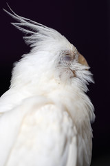 close up of a white cockatiel