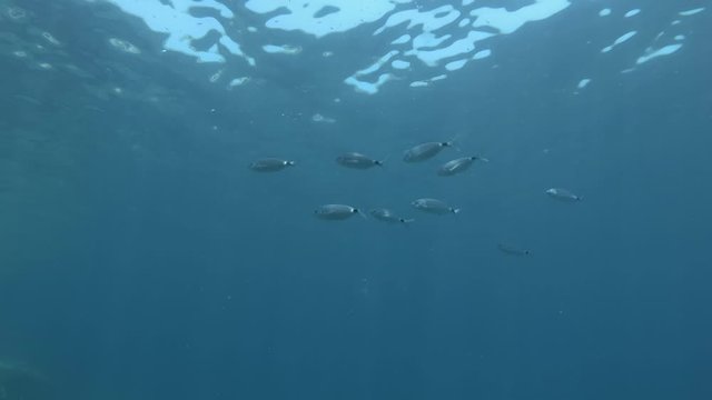 School of fish swims on the blue water in sun rays. Saddled Seabream, Saddle bream or Oblade (Oblada melanura) Mediterranean Sea