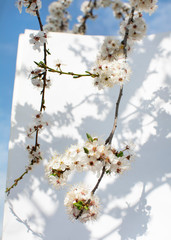 
flowering branches of yellow cherry plum on a white background. flowers of yellow plum.