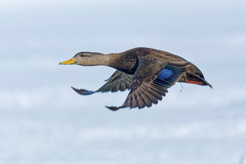 Female mallard duck in flight.