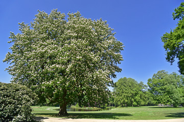 Fototapeta na wymiar Blossoming horse-chestnut / conker tree (Aesculus hippocastanum) in park, showing white flowers in spring