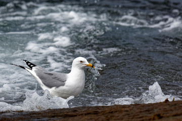 Ring-billed Gull on the rocks near the Atlantic Ocean.