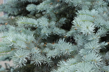 Blue needles on branches of Picea pungens in spring