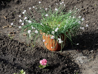 Spring landscape vegetable background.Decorative onion grows in a flower pot in a garden or...