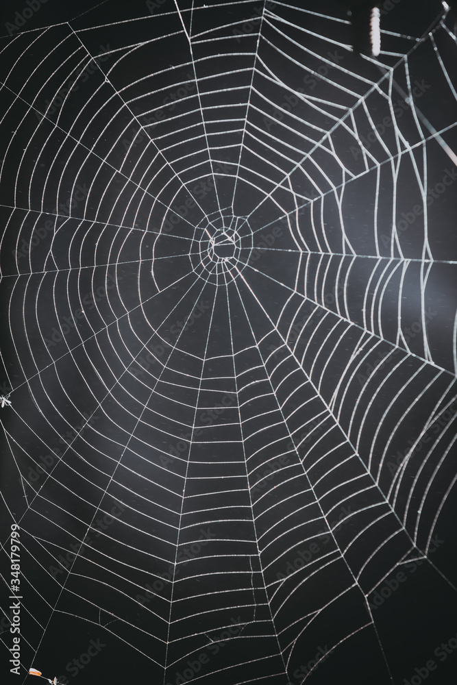Wall mural spider's web on a black background.