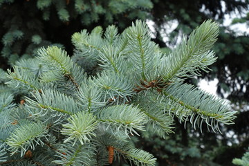 Naklejka na ściany i meble Fluffy fresh blue foliage on branches of Picea pungens in spring