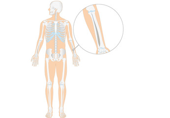 Anatomie - menschliches Skelett - Unterarm