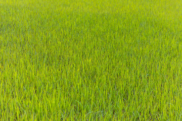 Obraz na płótnie Canvas green rice field in vietnam
