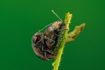 Beetle Mating - nature marco photography