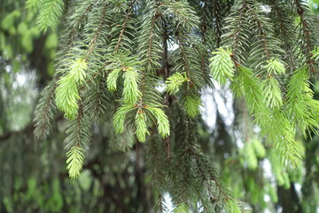 Emerging fresh foliage on branches of spruce in spring