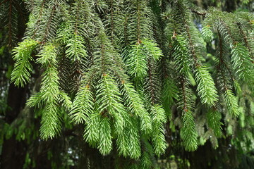 Foliage of spruce tree in late spring