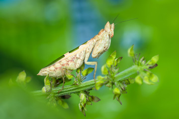 Praying Mantis - nature marco photography