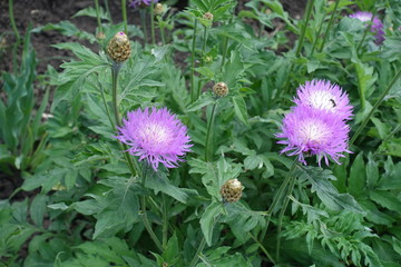 3 pink flowers of Centaurea dealbata in mid May