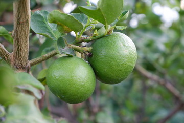 lime in the gardern 
