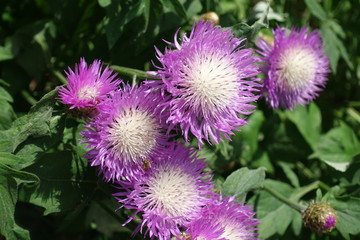 Bunch of pink flowers of Centaurea dealbata in mid May