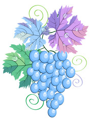 Pastel colors vector grape leaves, berries and vine on white background illustration. For wine bar or restaurant menu, wedding card invitation decoration, wine bottle labels or winery logo design