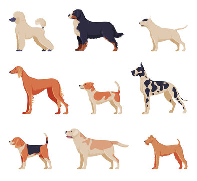 Purebred Dogs Collection, Beagle, Dalmatian, Labrador, Poodle, Greyhound Pet Animals, Labrador Retriever, Fox Terrier Pet Animals, Side View Vector Illustration