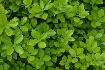 green leaves background